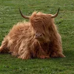 Kina klonira najbolje primerke jakova: Planira da ih serijski uzgaja