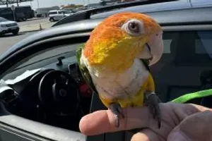 Zaplenjen zaštićeni papagaj: Prenošen preko granice bez neophodne dozvole
