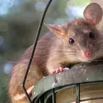 Stres čini pacove ljubiteljima kanabisa, pokazuje nova studija