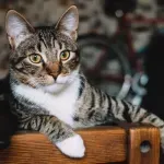 10 удивителни факта за египетската мау