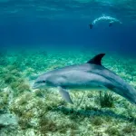 10 малко известни факта за делфините