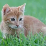 10 неща, които стресират котката