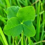 10 любопитни факта за четирилистните детелини
