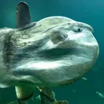 10 рекордьора в животинския свят (част 1)