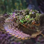 10 рекордьора в животинския свят (част 2)