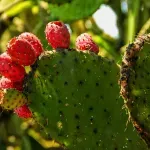 10 изречения = история: Кактусови плодчета (микроразказ)