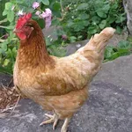 Κοτέτσι με… χειροβομβίδα εντοπίστηκε στην Πάτρα