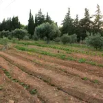 ΥπΑΑΤ: 3,63 εκατ. ευρώ σε 7.715 καλλιεργητές μηδικής