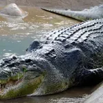 Κροκόδειλος άρπαξε 10χρονο και τον έσυρε στον θάνατο