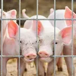 Κρήτη: Συνελήφθη 18χρονος για κλοπή επτά γουρουνιών