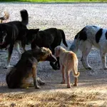 Θεσσαλονίκη: Συνεργασία Δήμων για την αντιμετώπιση αγέλης αδέσποτων