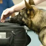 Ο αστυνομικός σκύλος «Laika» ξετρύπωσε ναρκωτικά από οικία της Ξάνθης