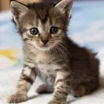 Βόλος: Έδεσαν νεογέννητα γατάκια στην ουρά της μαμάς τους