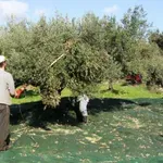 Ελαιοκομικό Μητρώο: «Βαριές» κυρώσεις για μικροϊδιοκτήτες και συνταξιούχους