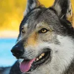 Αμβούργο: Ελεύθερος με GPS o λύκος που επιτέθηκε σε γυναίκα