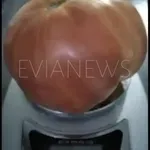 Εύβοια: Βρήκε στο μποστάνι μια ντομάτα γίγαντα!