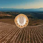 ΟΠΕΚΕΠΕ: Εταιρείες από Λάρισα και Βόλο πήραν 3 εκατ. ευρώ με ψεύτικες δηλώσεις