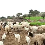 Σε καραντίνα η Καστοριά μετά από κρούσμα ευλογιάς των αιγοπροβάτων