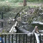 Επεσε δέντρο πάνω σε παιδική χαρά στο Χαϊδάρι