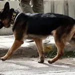 Iris: Ο σκύλος που ανακάλυψε μισό κιλό ηρωίνης