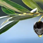 ΣΕΔΗΚ: Μειώθηκε κατά 50% η παραγωγή ελαιόλαδου