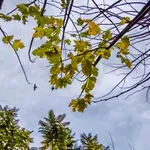 Τσατραφύλλιας: «Μπαίνουν» ξανά τα κρύα από Δευτέρα