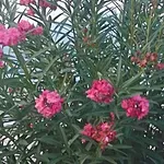 Τι απαντά ο Βασιλακόπουλος για τις πικροδάφνες σε σχολεία και παιδικές χαρές