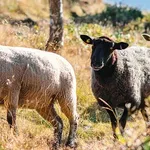 SOS: Τηλεφωνικές απάτες με πρόσχημα τον αφθώδη πυρετό