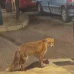 Viral η ατάραχη αλεπού της Νέας Ερυθραίας