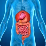 Αποφρακτικός ειλεός: Πώς προκαλείται και πώς αντιμετωπίζεται