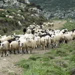 Μυτιλήνη: Συνελήφθη κτηνοτρόφος που βόσκησε το κοπάδι του