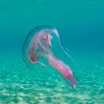 Στερεά: Μόνο δύο Δήμοι έτοιμοι να αντιμετωπίσουν τις μωβ μέδουσες