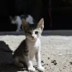 Καταγγελία για άγνωστο που πυροβόλησε γατάκι στο Πόρτο Ράφτη