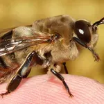 Νέα ελπίδα για τον καρκίνο του μαστού από το δηλητήριο της μέλισσας