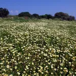 Καιρός: Ο αντικυκλώνας εξ Αφρικής και το ερώτημα της Πρωτομαγιάς