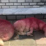 Θεσσαλονίκη: Έδεσαν βαμμένα κόκκινα πρόβατα έξω από εκκλησία- Προορίζονταν για λαχειοφόρο