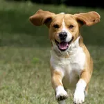 Γιατί ο σκύλος κλαίει όταν μένει μόνος στο σπίτι – Πώς θα τον βοηθήσουμε