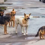 Φιλοζωικές ετοιμάζουν προσφυγές κατά Μπέου μετά από δηλώσεις για ευθανασία αδεσπότων