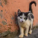 Πρόστιμο 270.000 ευρώ σε 55χρονο για εγκατάλειψη εννέα γατιών