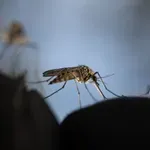 Ιός Δυτικού Νείλου: 47 νέα κρούσματα & 4 θάνατοι
