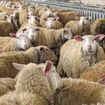 Συναγερμός στις Σέρρες: Εντοπίστηκε νέο κρούσμα ευλογιάς αιγοπροβάτων