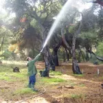 ΑΣΕΠ: Προσλήψεις για τη δακοκτονία στην ΠΕ Αρκαδίας