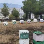 Αθώος ο μελισσοκόμος: «Ο Δήμος δεν είχε ξεχορταριάσει την περιοχή»