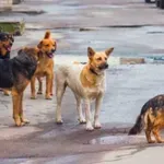 Παράταξη κατά δημάρχου: “Με γαβ-γαβ δε μαζεύονται τα αδέσποτα”