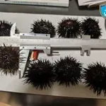 Συλλήψεις για παράνομη αλιεία 3.584 αχινών