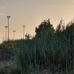 Λα. Συ.: Ζητά από δήμο καθαρισμό έκτασης 17 στρεμμάτων που “πνίγεται” στα ξερόχορτα