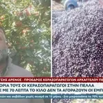 Πέλλα: Πέταξαν πάνω από 15 τόνους κεράσια αξίας 10.000 ευρώ γιατί δεν βρίσκουν αγοραστές