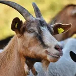 ΥπΑΑΤ: Και επισήμως απαλλαγμένη η Ελλάδα από την πανώλη μικρών μηρυκαστικών