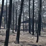 Πόρτο Γερμενό: Τραυματισμένος σκύλος επέστρεψε στο σπίτι που τον φρόντιζε μετά τη φωτιά