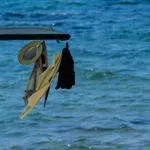 Βοθρολύματα δίπλα στους λουόμενους σε δημοφιλή παραλία (video)